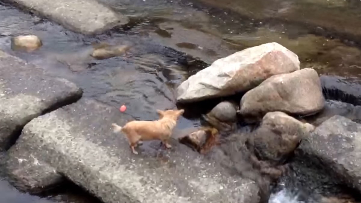 Ne treba mu nitko: Pas se sam sa sobom igra hvatanja loptice